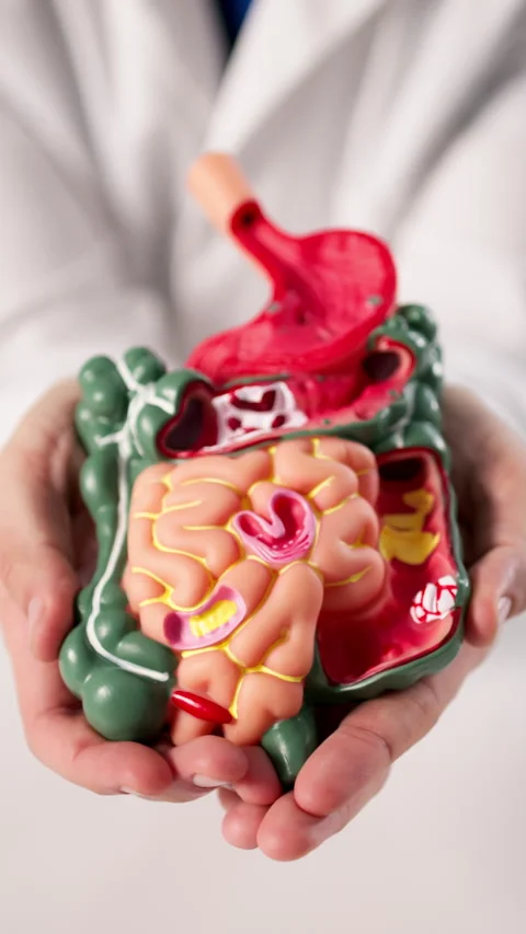 Doctor Holding Digestive System Model. Gluten Intolerance Stock Footage 328395401