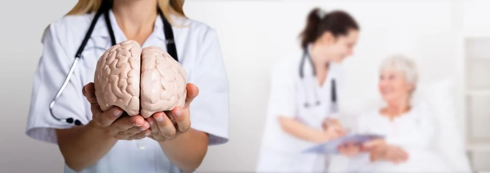 Doctor Holding Human Brain Model Stock Photos