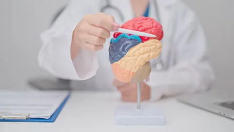Doctor with human Brain anatomy model. World Brain Tumor day, Brain Stroke,.. Stock Footage 331493748