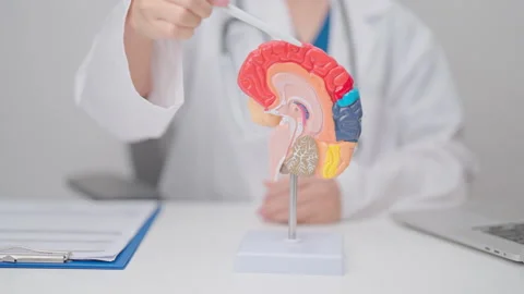 Doctor with human Brain anatomy model. World Brain Tumor day, Brain Stroke,.. Stock Footage 337919894