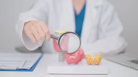 Doctor with human Thyroid anatomy model. Hyperthyroidism, Hypothyroidism, H.. Stock Footage 337919740