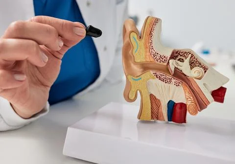 Doctor inserting ITC hearing aid into ear anatomical model. Treatment of de.. Stock Photos