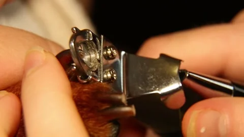 The doctor performs pruning of the claws of a pet. Pet care. Macro video. Stock Footage 167763921