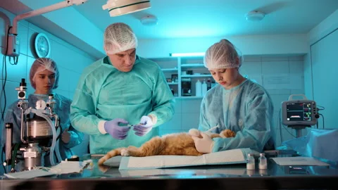 Doctor proseeds woth the operation while nurse assists him by holding the Stock Footage 237200200