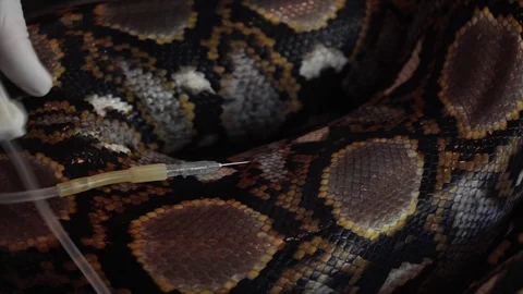 Doctor Putting Drip in Reticulated Python (Python Reticulatus) Snake Body Stock Footage 105782828