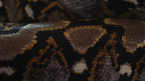 Doctor Putting Drip in Reticulated Python (Python Reticulatus) Snake Body 스톡 동영상 105816260