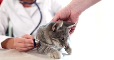 Doctor with stethoscope examines kitten while owner strokes head Stock Footage 317167352