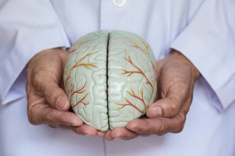 Doctor using finger to hold a brain model with both hands in concept of takin Stock Photos