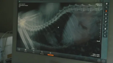 Doctor vet working at the computer. Electronic X-ray image Stock Footage 70443764