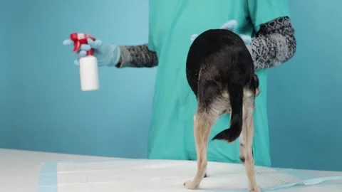 Doctor wearing gloves applying flea treatment, small dog sitting on examina.. Stock Footage 303804339