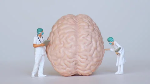 Doctors Analyzing a Model Brain in Medical Study Stock Footage 285149306