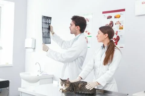 Doctors discuss x-rays of cat pictures Stock Photos