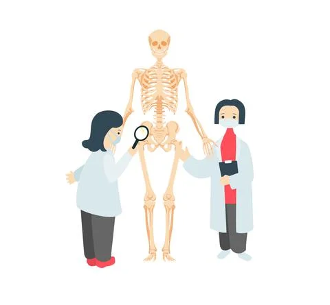 Doctors examining human skeleton. Scientists in coats examining structure of Stock Illustration