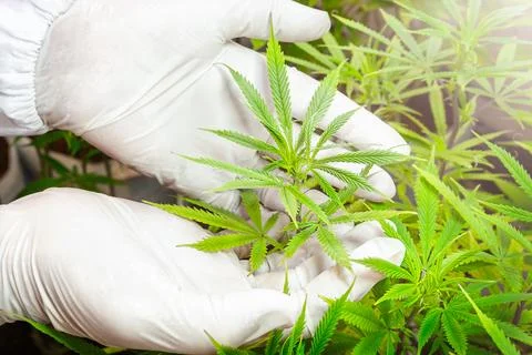 Doctor's hands in gloves holding a CBD medical marijuana Stock Photos