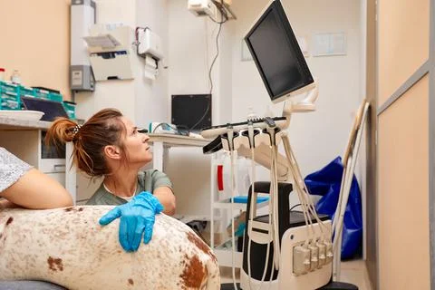 Doctors from the veterinary team are doing an ultrasound scan of a cute Stock Photos