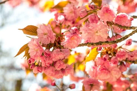 Document title Stock Photos