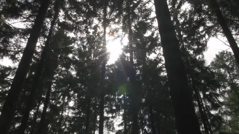 Documentary Filler Shot - Pine Forest in Early Afternoon Stock Footage 325471791