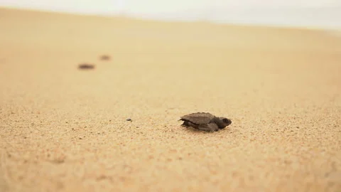 Documentary frames. Newborn sea turtles run on the beach to the water of the 스톡 동영상 155129835