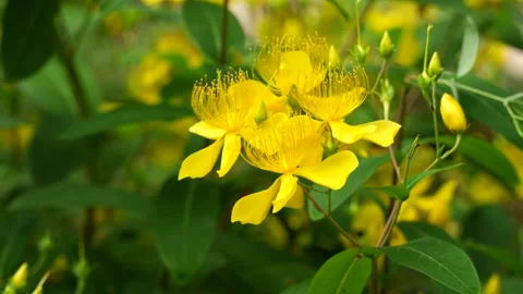 Documentary of Nature - Close up of a single Chinese Hypericum (Chinese St Video stock 336766042