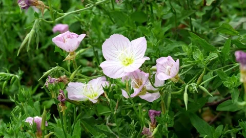 Documentary Shot of Beautiful Evening Primrose (Oenothera speciosa) 4K25p Vídeos de archivo 336649429