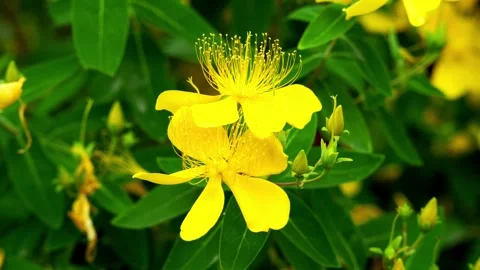 Documentary shot of two Chinese Hypericum flowers 4K25p Видео 336649352