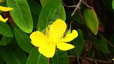 Documentary shot of a yellow Chinese Hypericum flower 4K25p Vídeos de archivo 336649334