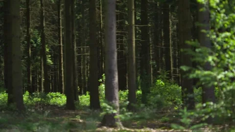 Documentary Style Shot of the Ardennes Forest from Battle of the Bulge Stock Footage 325351879