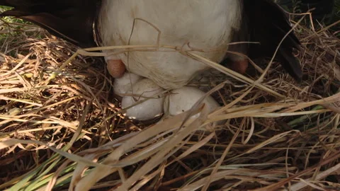 Documentary of Wild Goose Laying Eggs in Nest Stock Footage 304110461