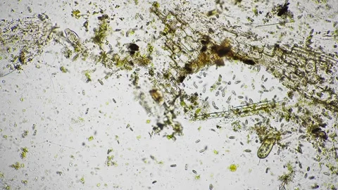 Documented detailed view of algae and biofilm textures for ecological Stock Footage 344086555