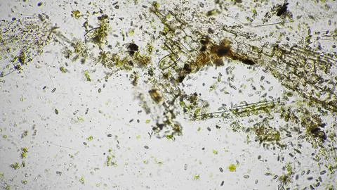 Documented detailed view of algae and biofilm textures for ecological Stock-Fotos