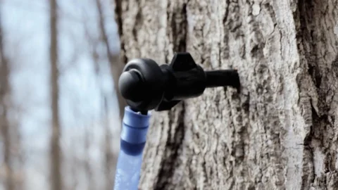 Documenting the sugaring process of the maple trees: a sprout tapping a Stock Footage 102267470