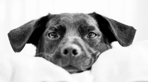 Dod face on white background Stock Photos