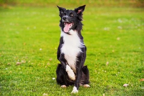 Dod obedience training. Full length of curious border collie dog looking focu Stock Photos