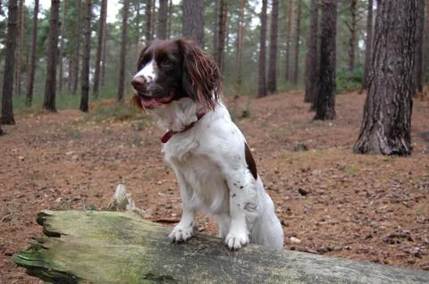 Dod walk in the Pine Forest Photos