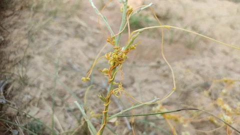 Dodder (Cuscuta) wild parasitic plant, parasitic plant belonging to the genus Stock Photos
