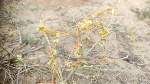 Dodder (Cuscuta) wild parasitic plant, parasitic plant belonging to the genus Stock Photos