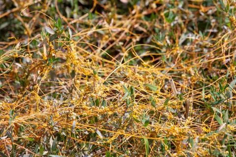 Dodder Genus Cuscuta is The parasite wraps Stock Photos