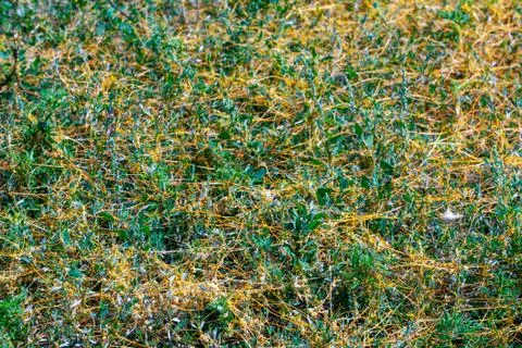Dodder Genus Cuscuta is The parasite wraps Foto stock