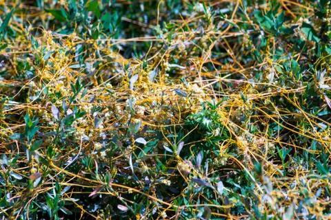 Dodder Genus Cuscuta is The parasite wraps Stock Photos