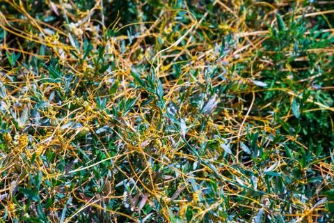 Dodder Genus Cuscuta is The parasite wraps Stockfoto's