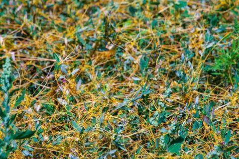 Dodder Genus Cuscuta is The parasite wraps Stock Photos