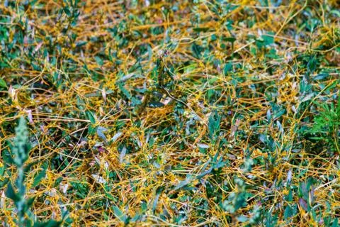 Dodder Genus Cuscuta is The parasite wraps Stock Photos