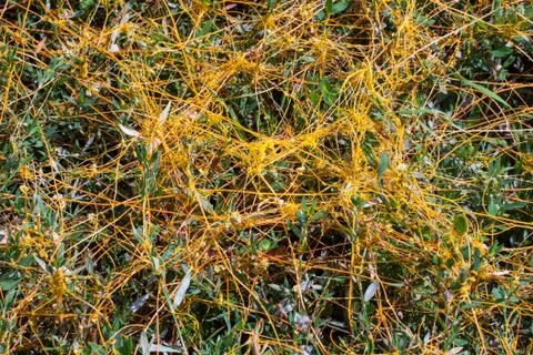 Dodder Genus Cuscuta is The parasite wraps Photos