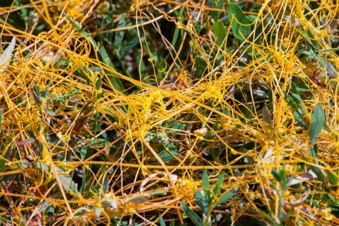 Dodder Genus Cuscuta is The parasite wraps 스톡 사진