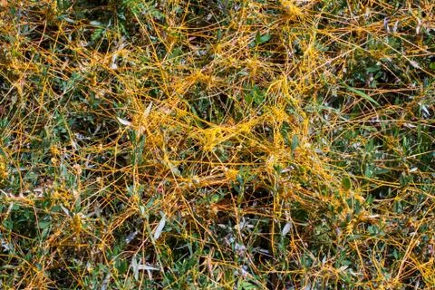 Dodder Genus Cuscuta is The parasite wraps Stock Photos