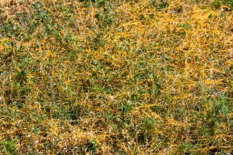 Dodder Genus Cuscuta is The parasite wraps 스톡 사진