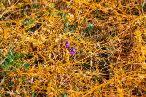 Dodder Genus Cuscuta is The parasite wraps Stock-Fotos