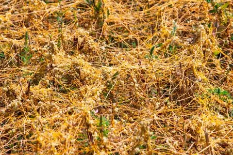 Dodder Genus Cuscuta is The parasite wraps 写真素材