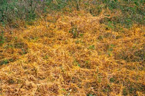 Dodder Genus Cuscuta is The parasite wraps Photos