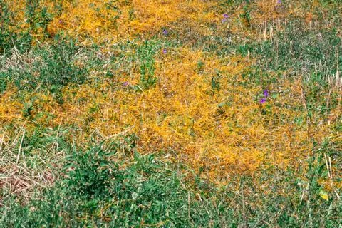 Dodder Genus Cuscuta is The parasite wraps 스톡 사진